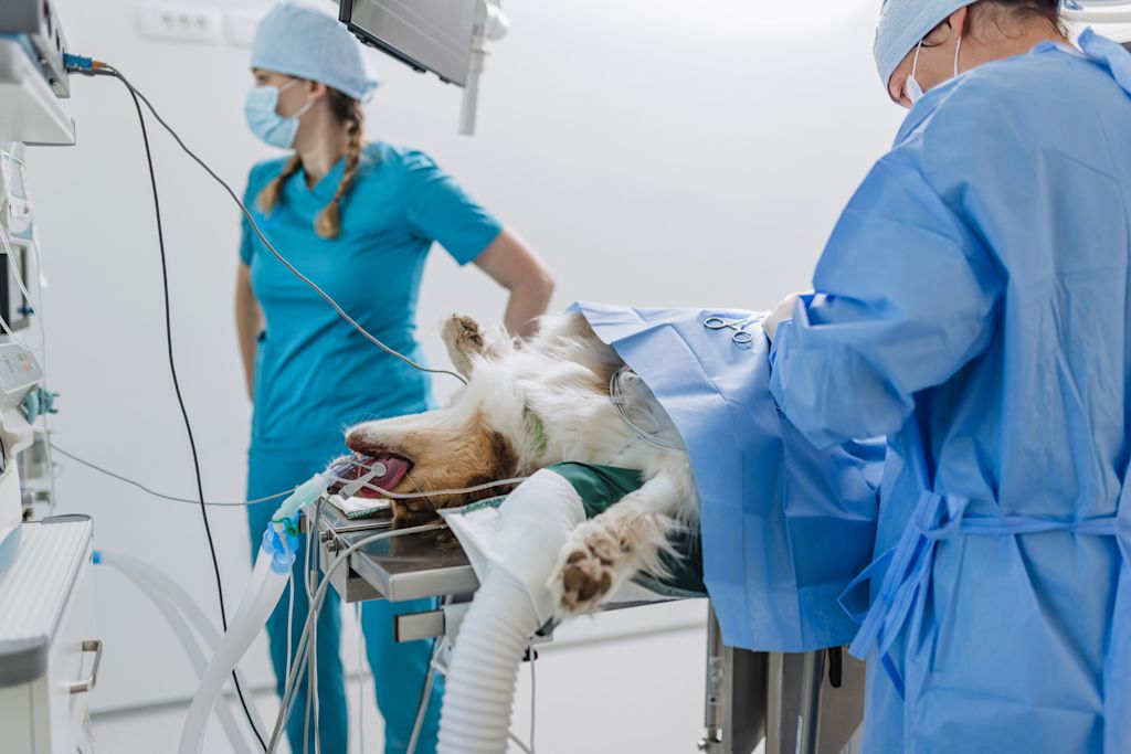 chirurgie castration chien