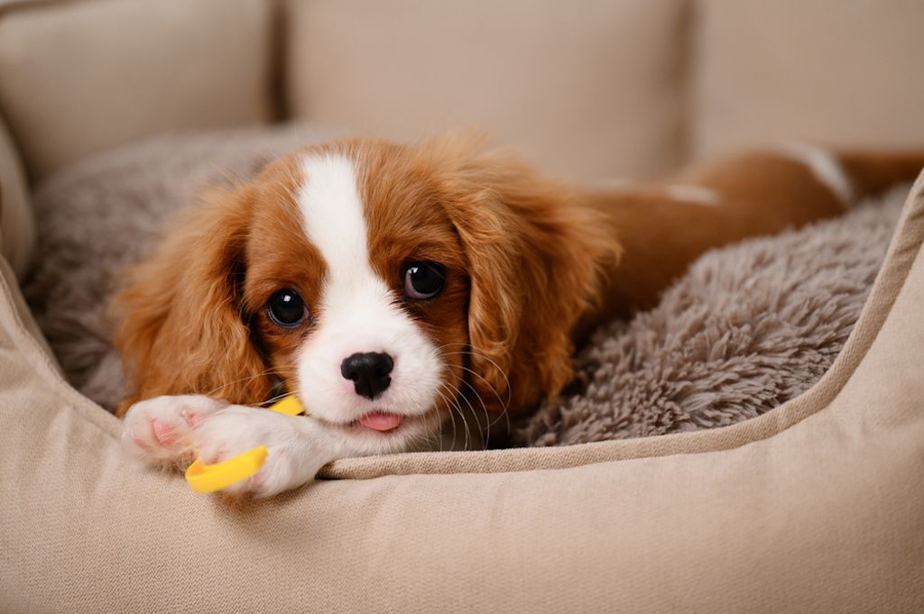 Cavalier King Charles Spaniel Photo 2