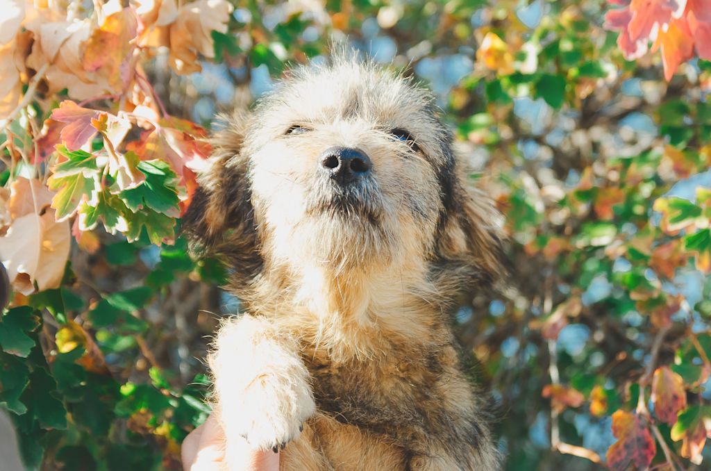 Chiot berger des pyrénées