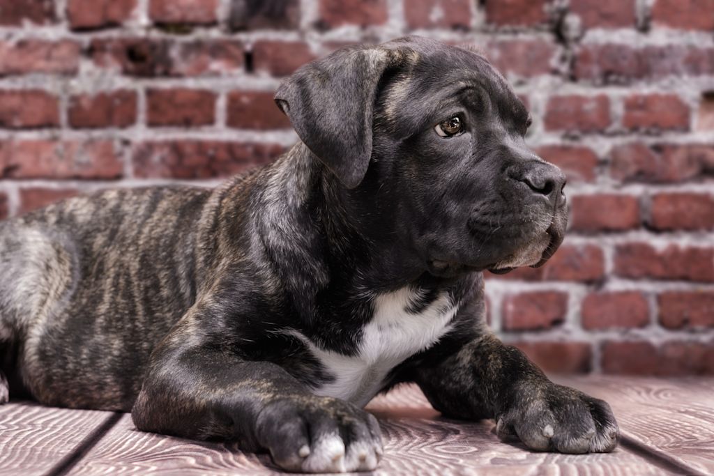 chiot cane corso
