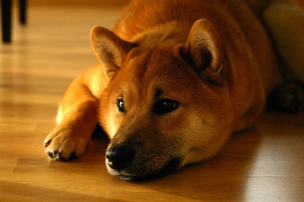 shiba inu allonge parquet
