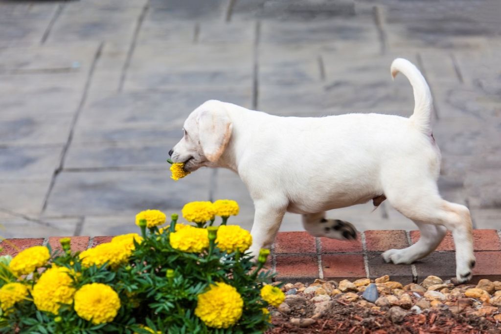 Labrador et fleurs
