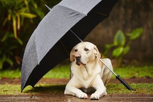 chien sous la pluie