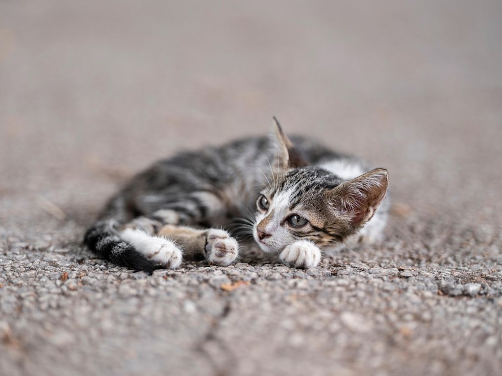 chaton allonge beton