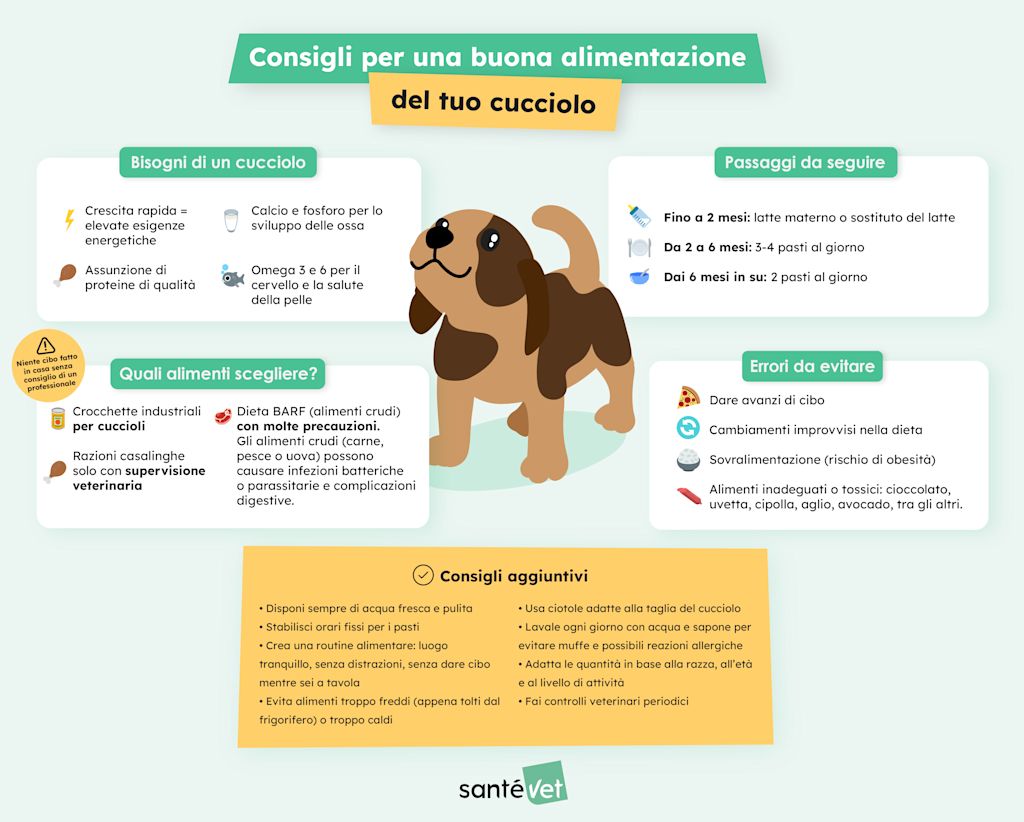 Infografica sull'alimentazione del cucciolo