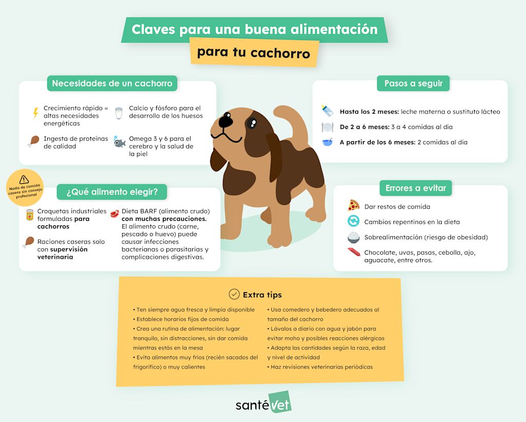 Infografía sobre la alimentación del cachorro