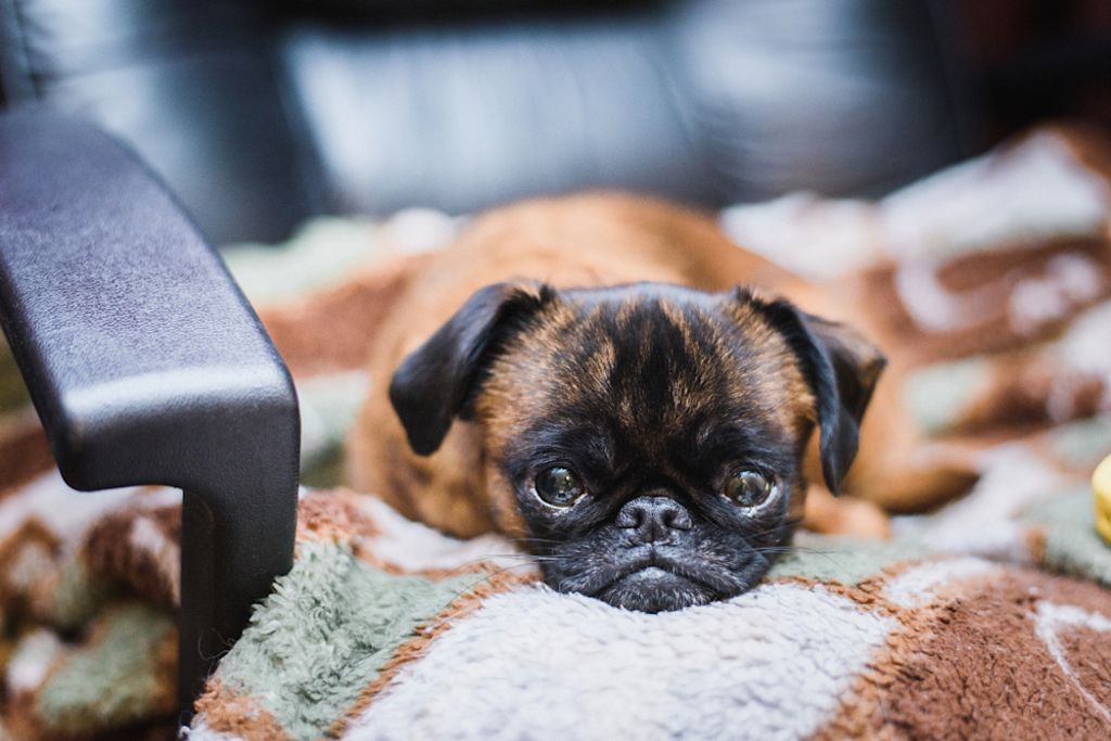 Foto van een Brussels griffonnetje