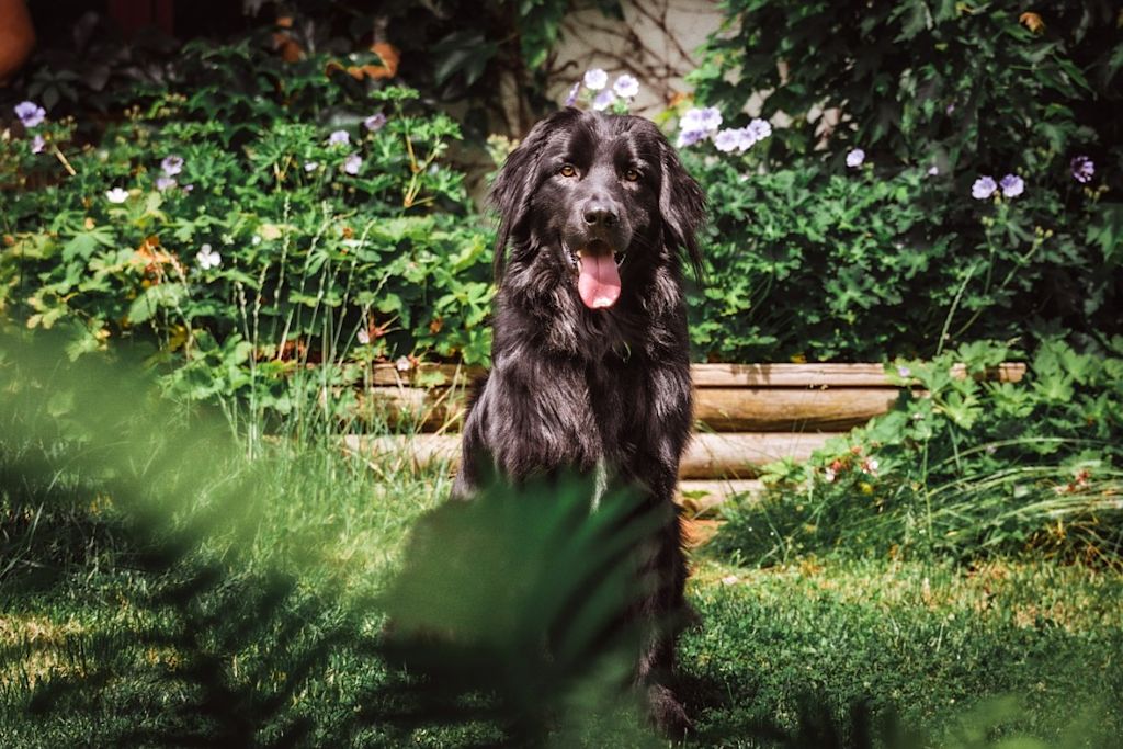 Chien dans un jardin