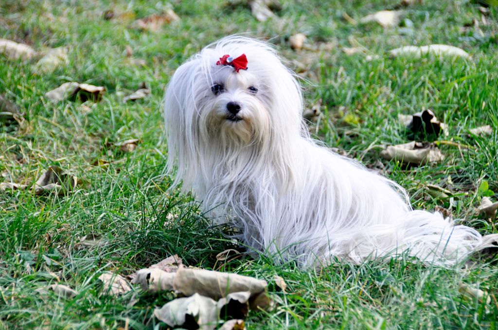 Drie Bichon Maltais puppy's op paars