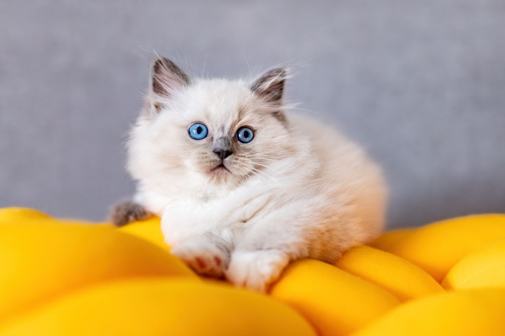 chaton ragdoll