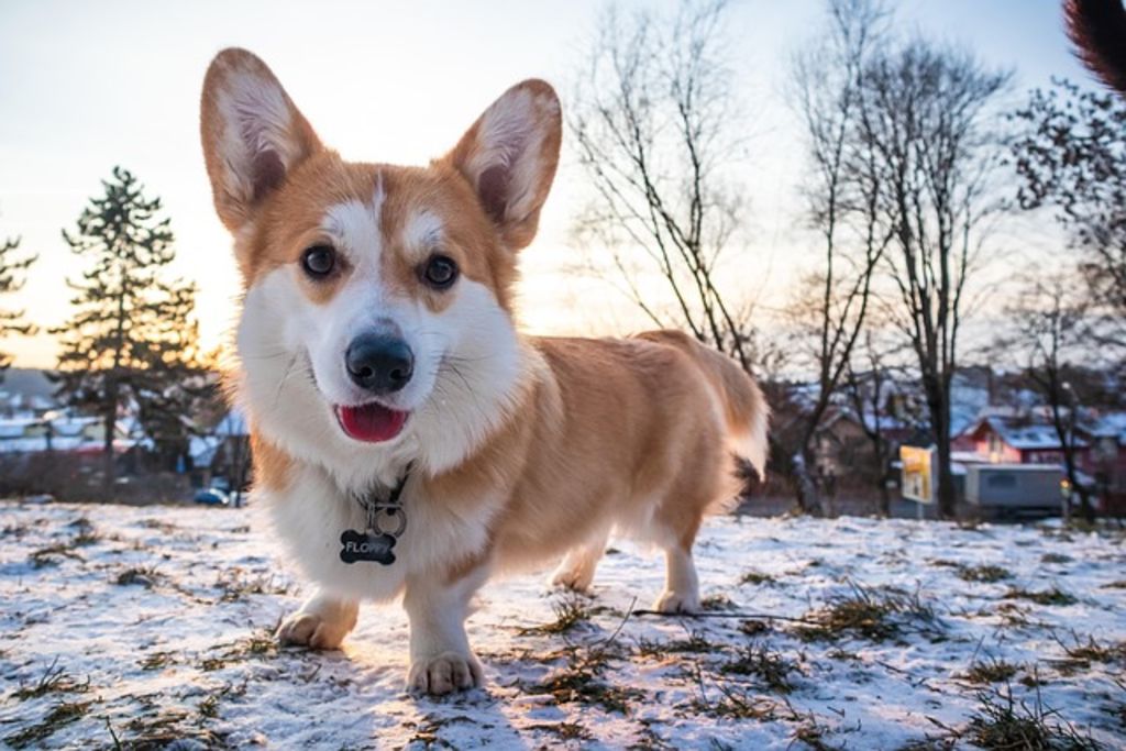 chien anglais corgi