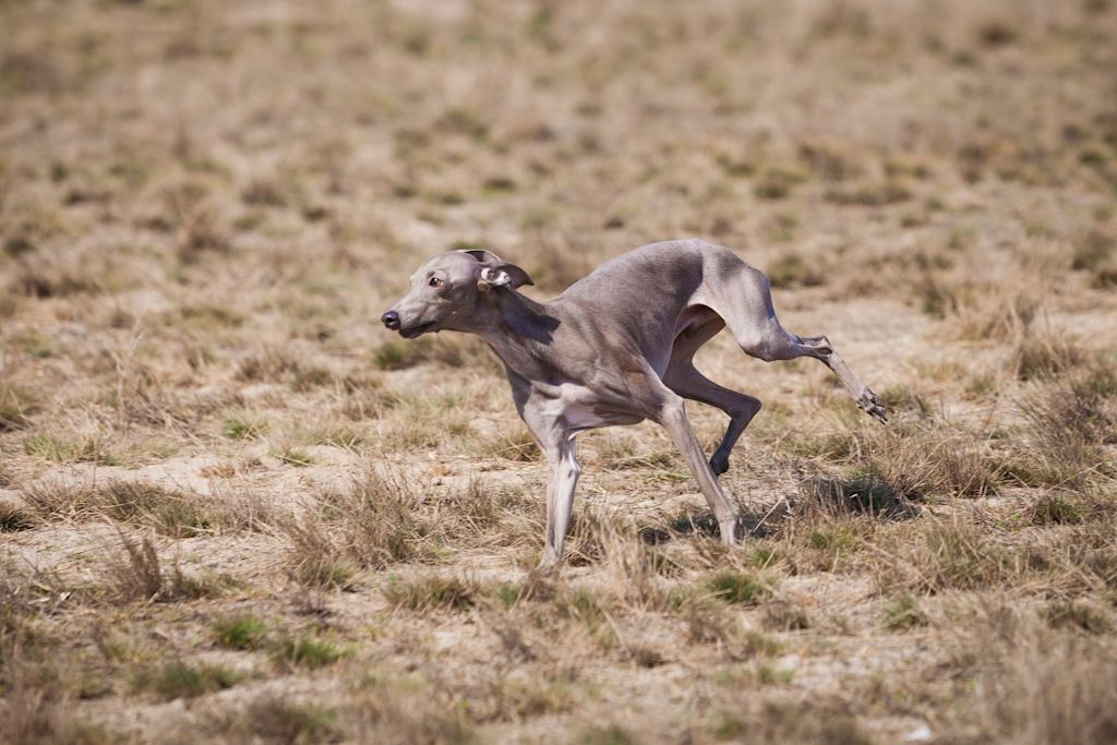 course du levrier nain