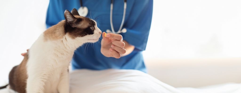 Ihre Tierarztpraxis berät Sie gerne