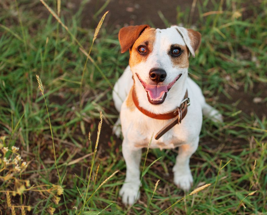 chien petite taille jack russell