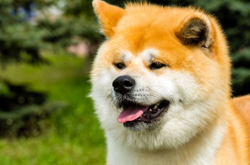 akita inu renard
