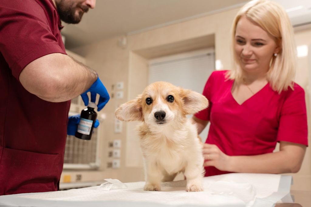 chien chez le vétérinaire