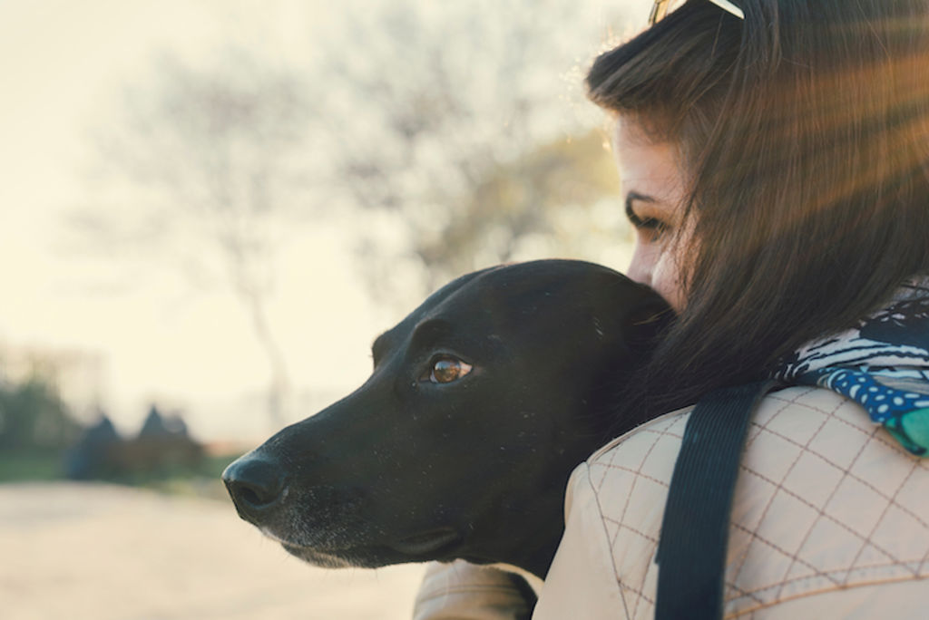 pacemaker chien
