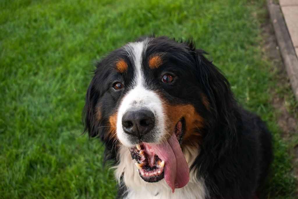 Bouvier Bernois rust ontspannen op kussen