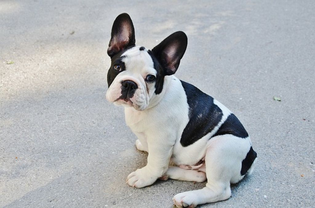chiot bouledogue francais