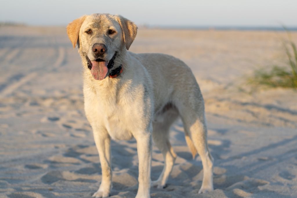Labrador Retriever staat vrolijk op strand