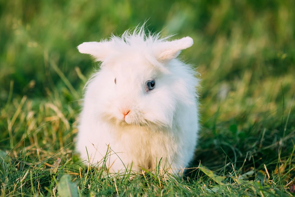 petit lapin blanc