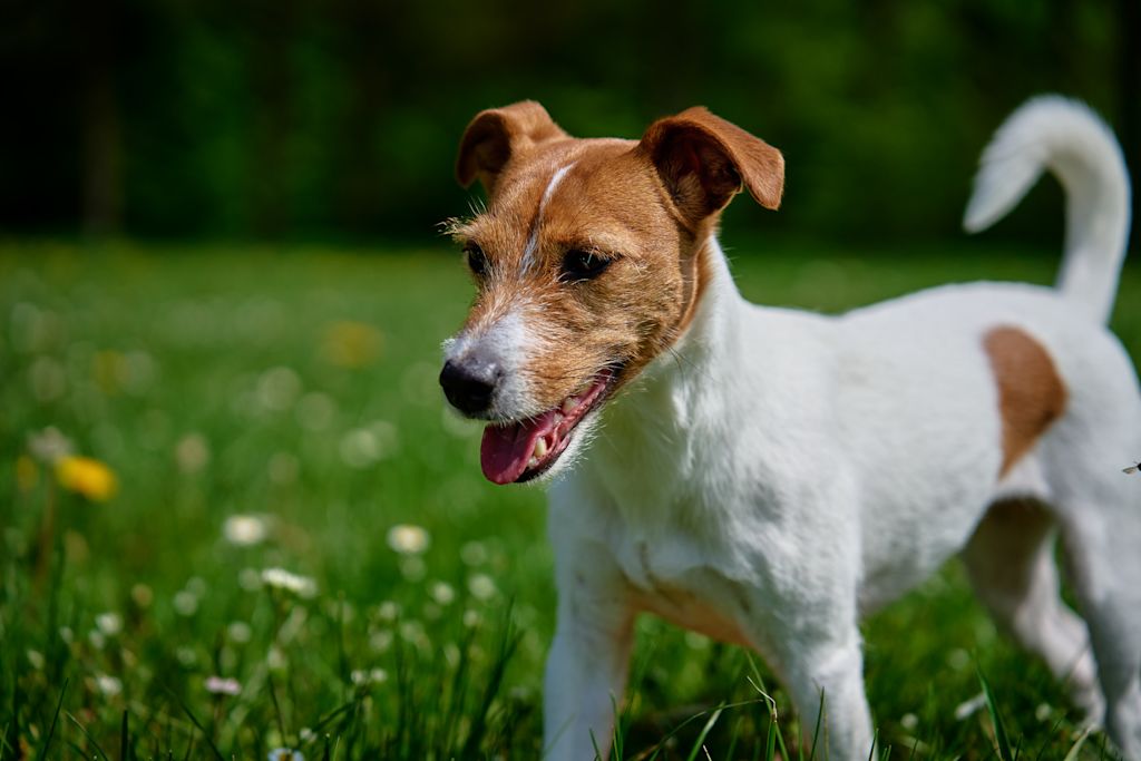 jack russell