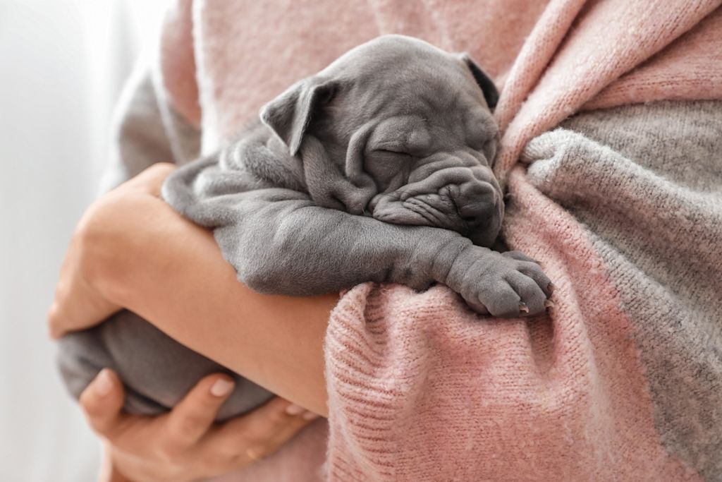 Chiot matin de naples