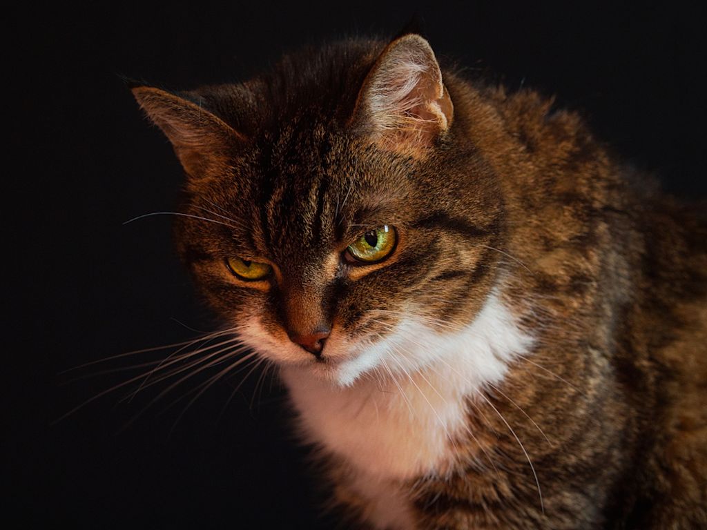 Gatto con sguardo minaccioso