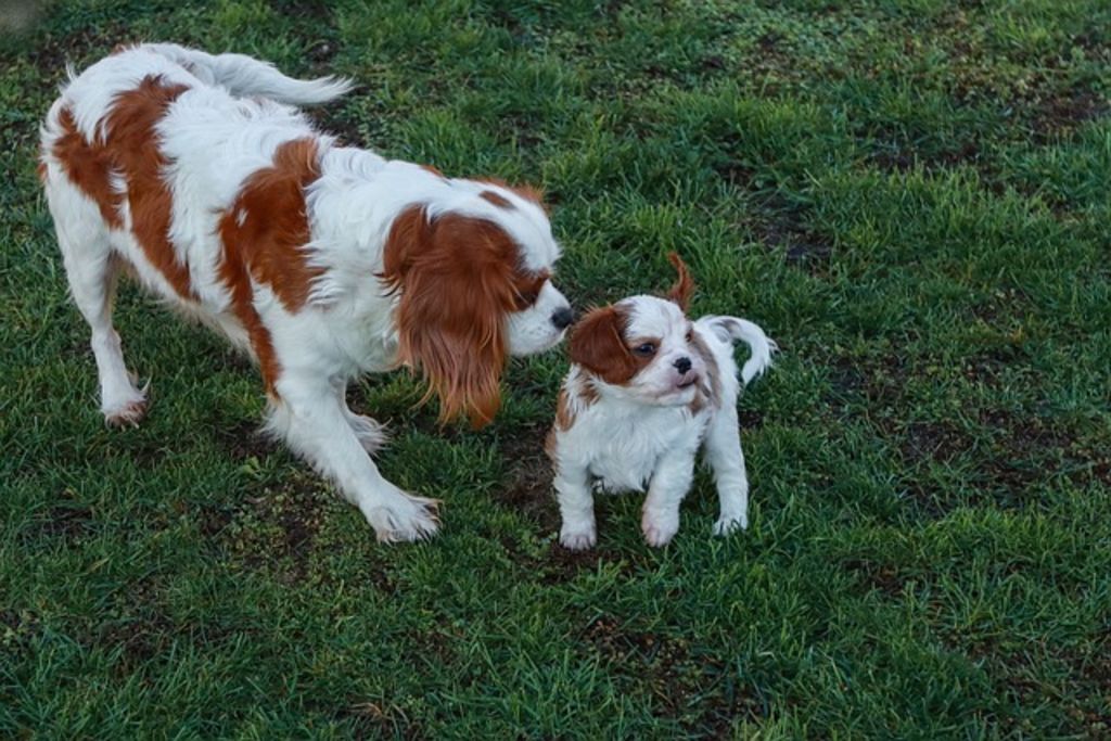 duo de cavalier king charles