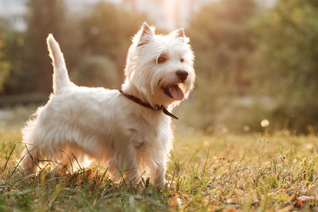 West Highland Terrier sind familienfreundlich