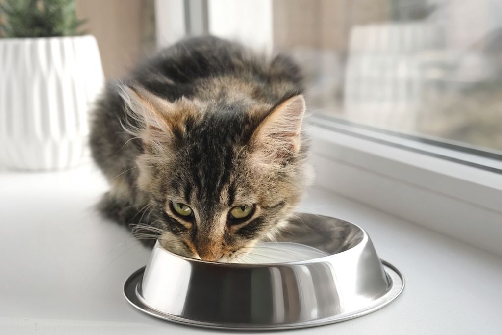 Übergewicht erhöht das Risiko für Struvitsteine bei Katzen