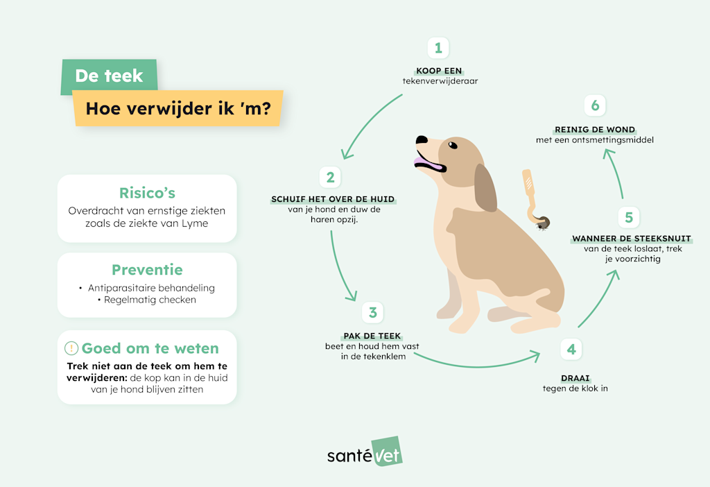 teken bij honden