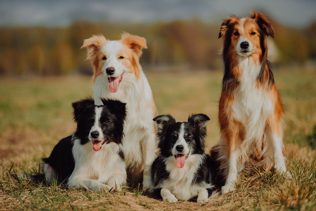 border collie di diversi colori