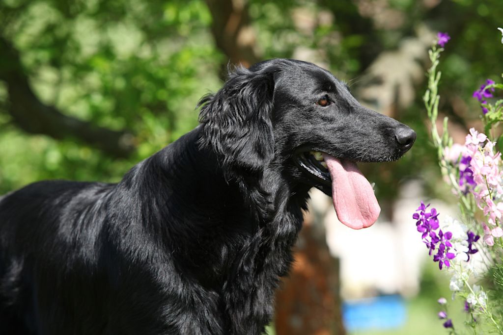 Flat coated retriever1