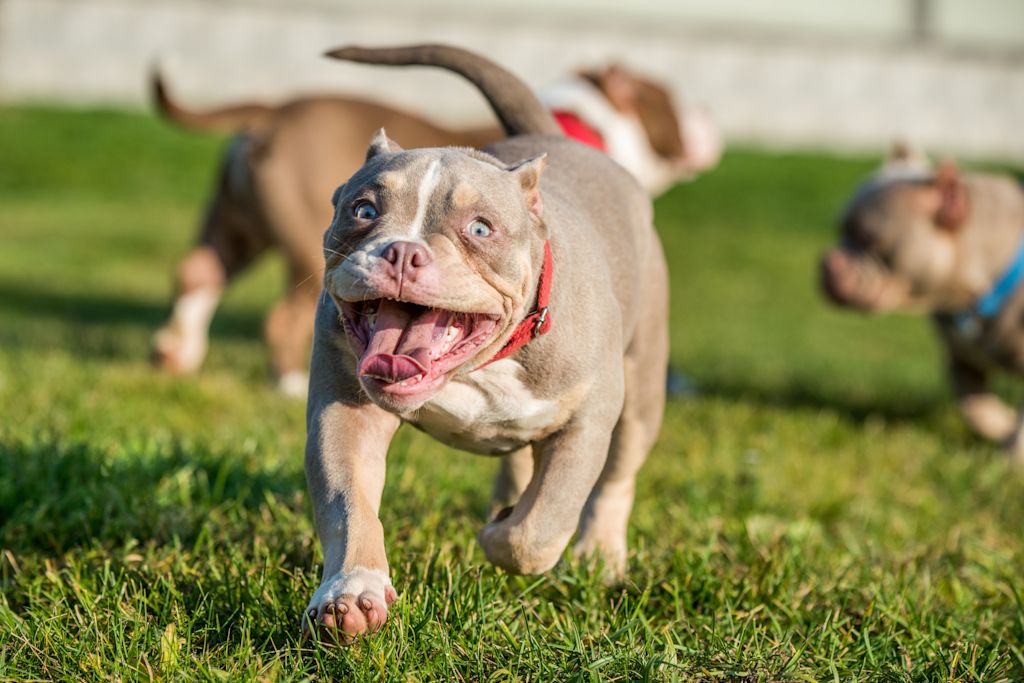 Chiot American Bully