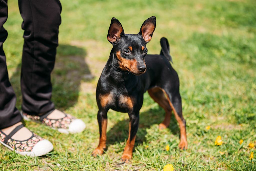 Pinscher Nain sur la pelouse