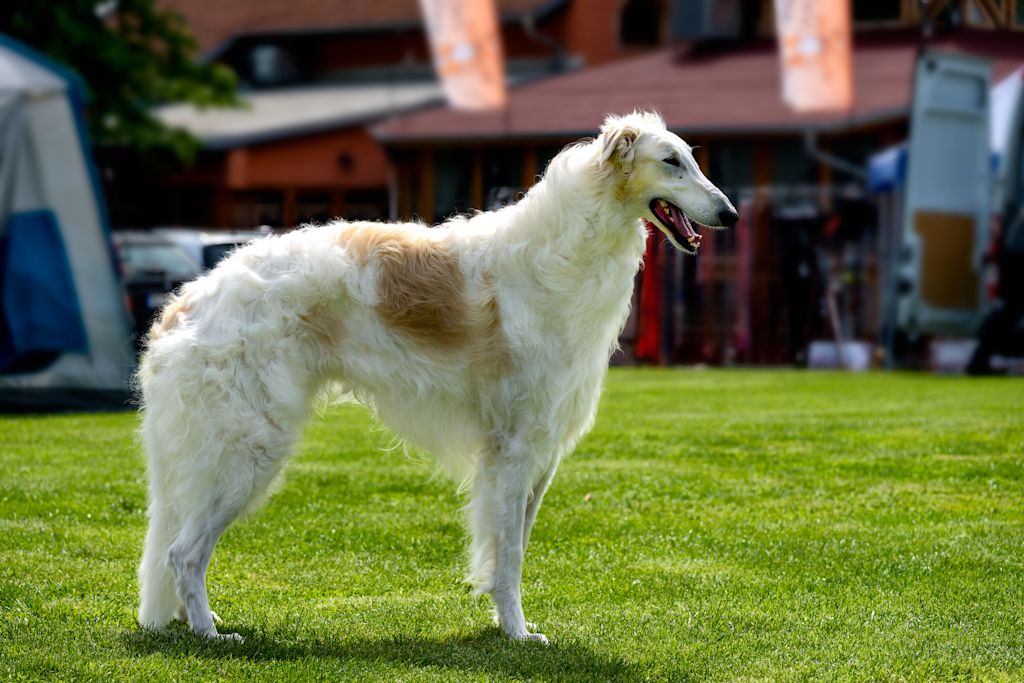 barzoi