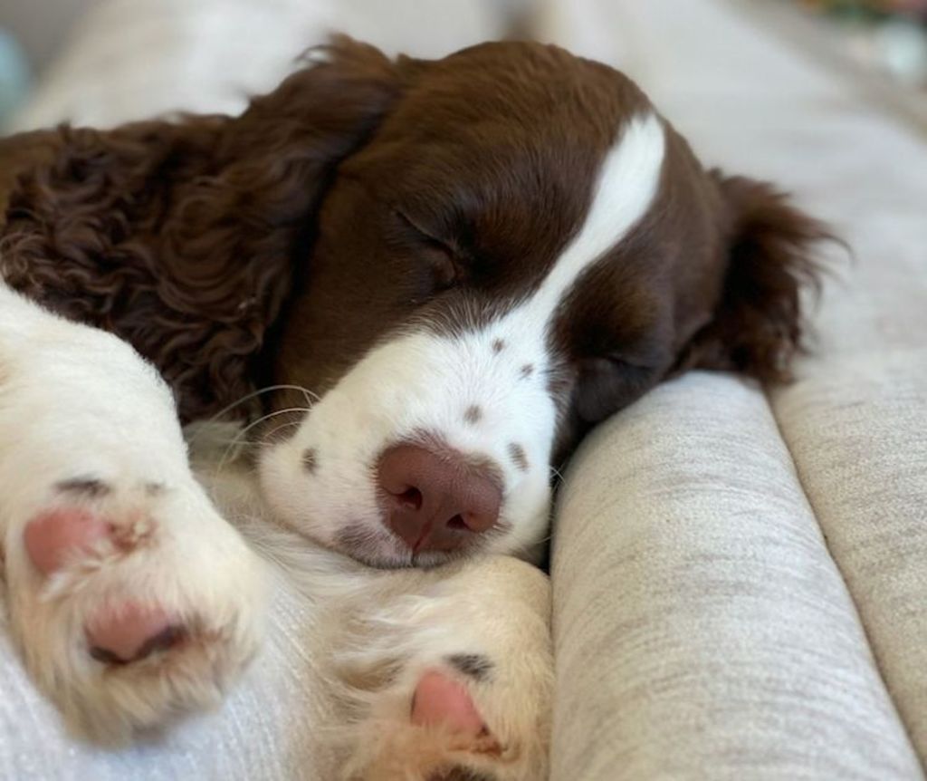 chiot Epagneul Français 2