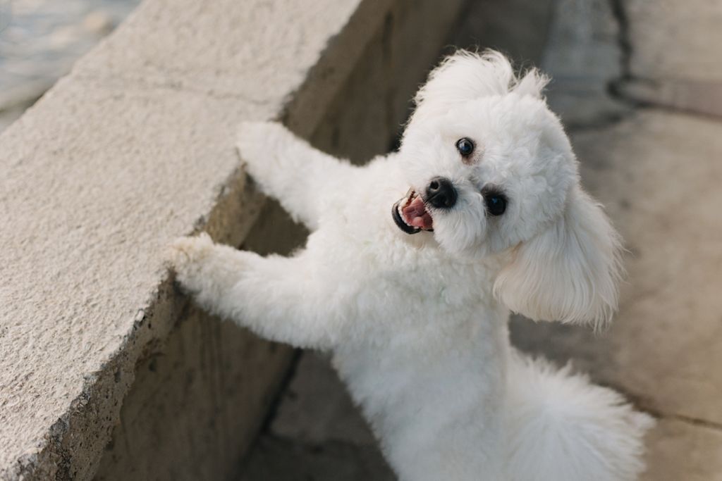 Bichon Frisé hijgt vrolijk in park