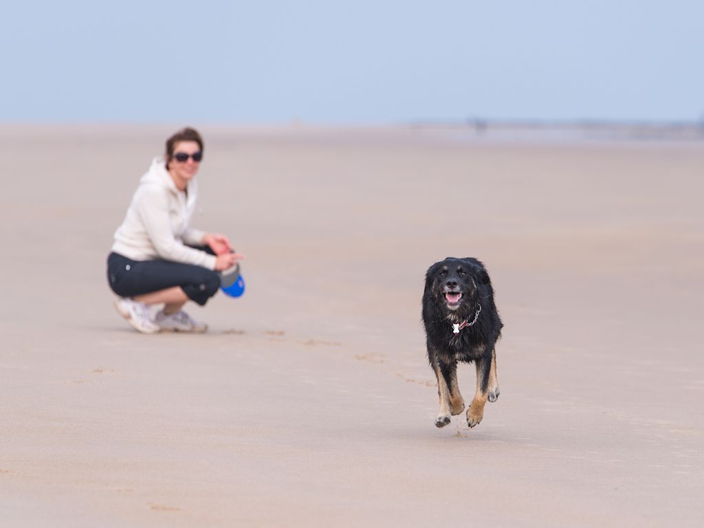 vacances avec mon chien