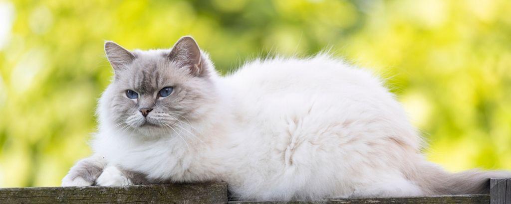 Einige Rassen haben ein erhöhtes Risiko©Shutterstock