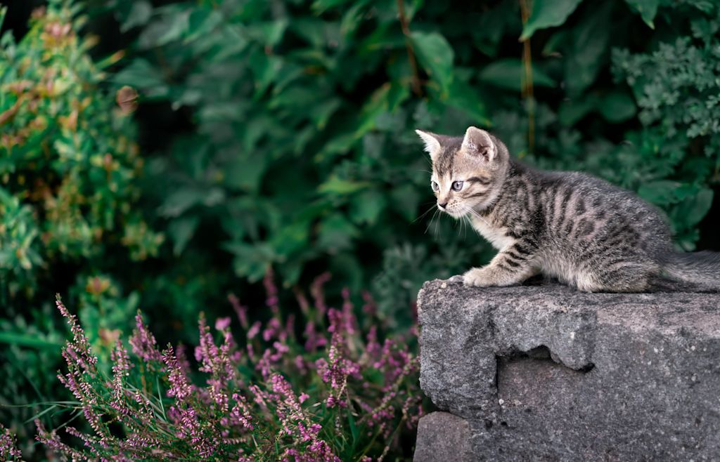 chaton tigre exterieur