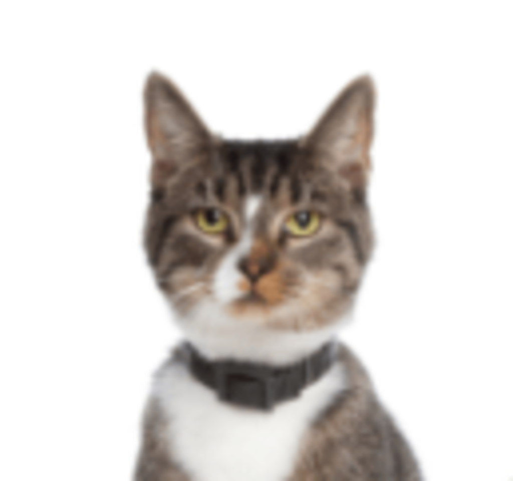 exemple chat europeen