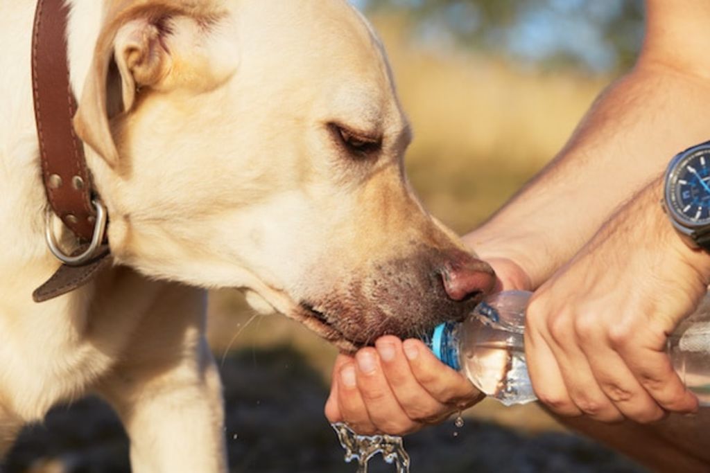 chien et chaleur