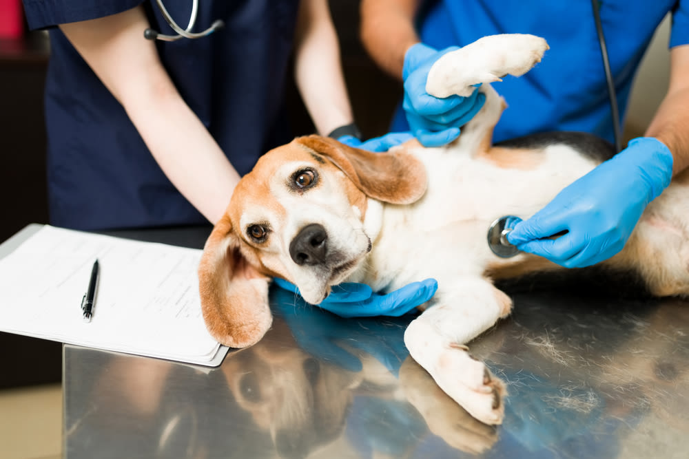 Zieke Beagle wordt onderzocht