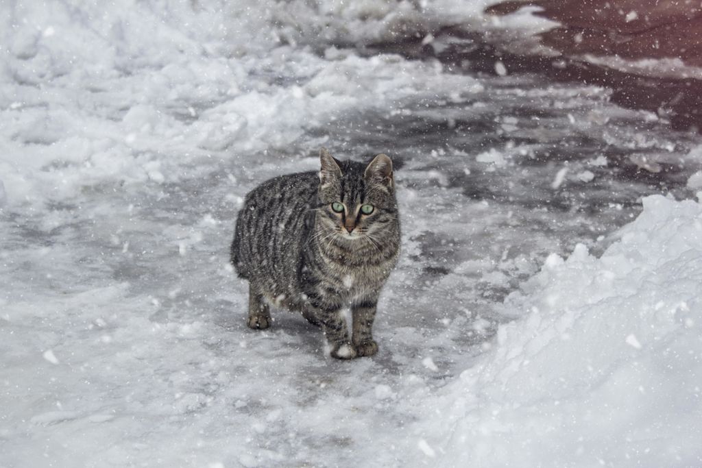 Chat sous la neige