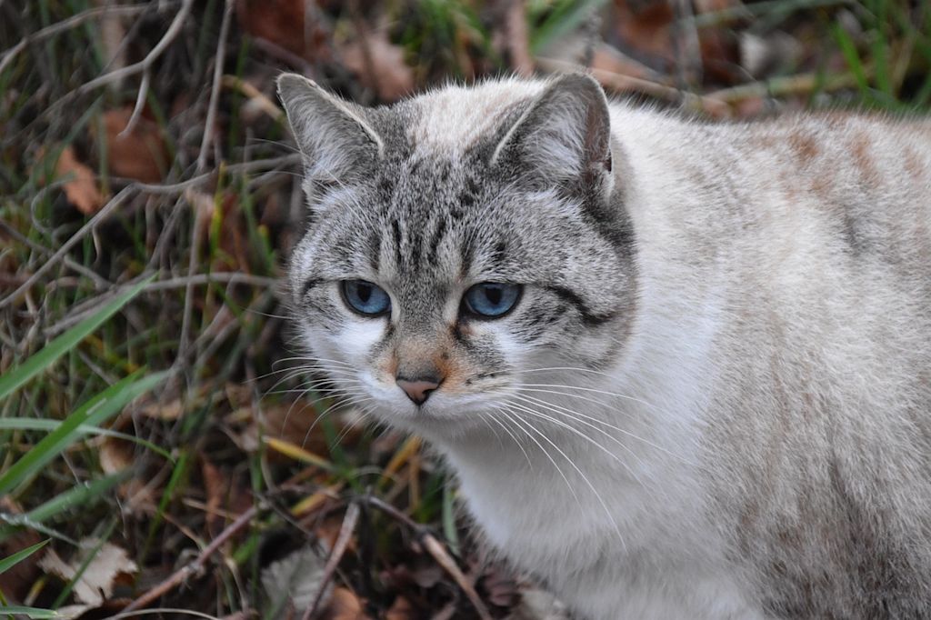 chat blanc et gris