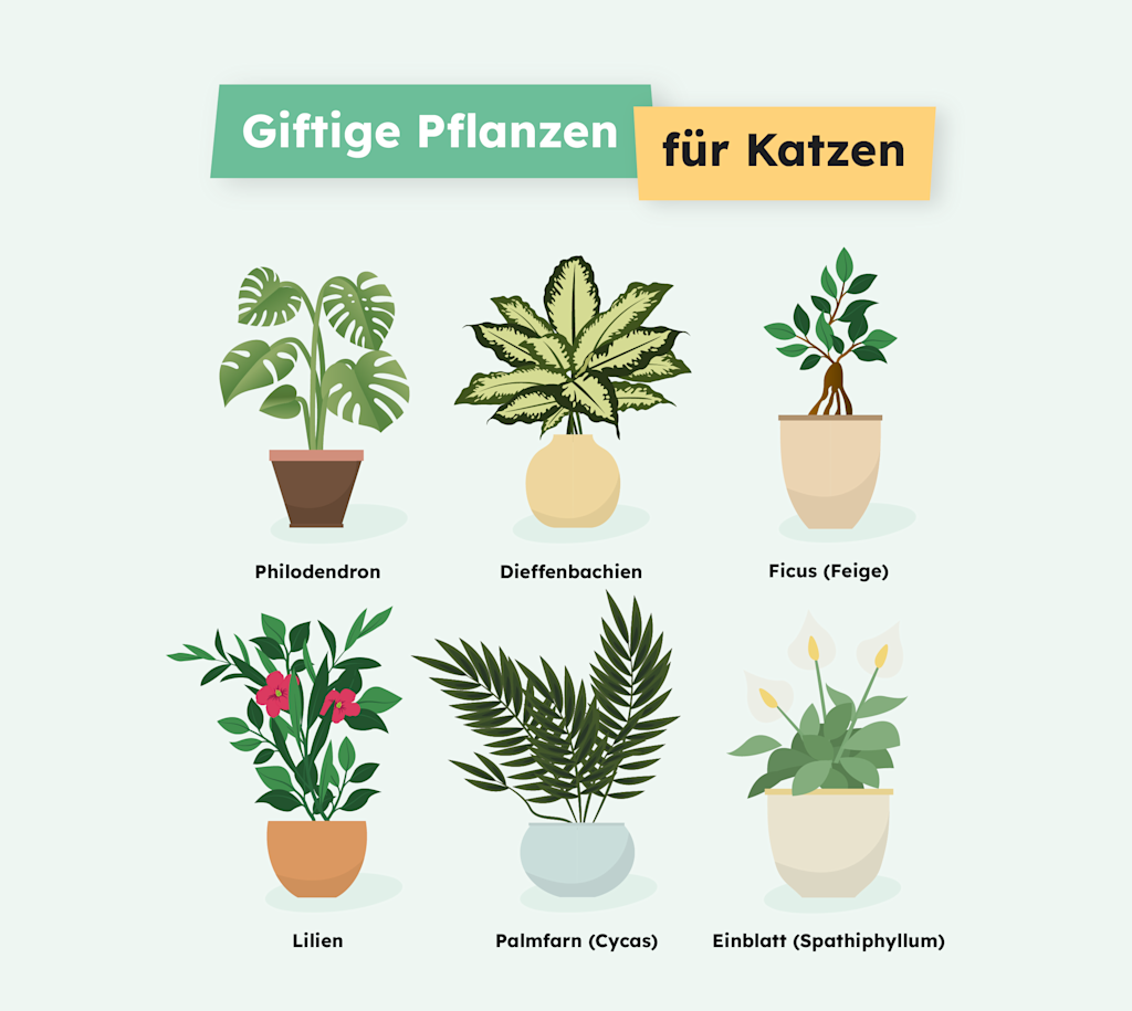 SVDE-Infographie Fleurs Toxiques Infographie - Chat Plantes toxiques 1