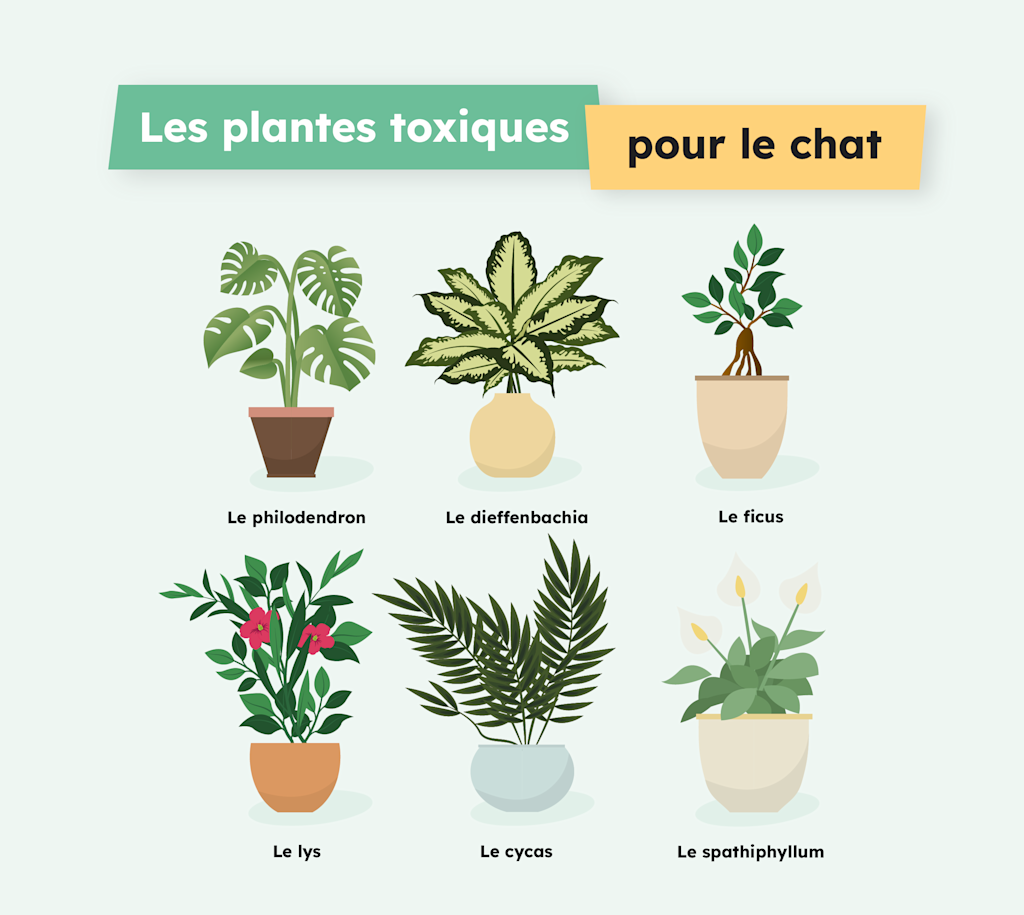 SVBE-Infographie Fleurs Toxiques Infographie - Chat Plantes toxiques 1