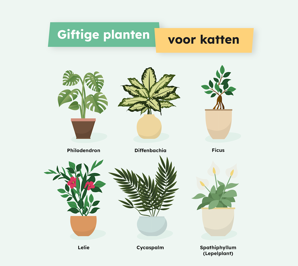 SVBE-Infographie Fleurs Toxiques Infographie - Chat Plantes toxiques 1